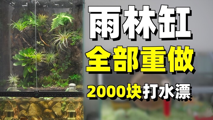 Paid 2,000 yuan for a “lesson fee”—my first failed attempt at building a rainforest terrarium