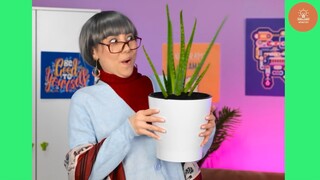 Mẹo Làm Vườn - Trồng Rau Củ Quả Tại Nhà - PHẦN 1 #boich