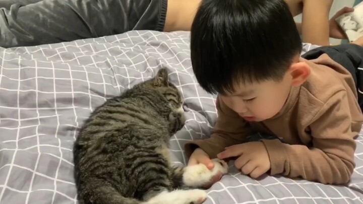 A year after I picked up the Dragon Li cat