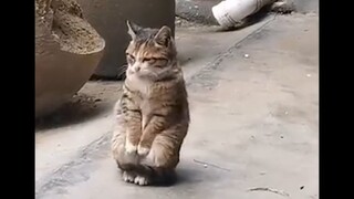 Hidup ini tidak mudah, kucing saja bisa menghela nafas!