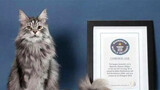 [Mèo cưng] Mèo cũng có thể xin công nhận Kỷ lục Guinness?