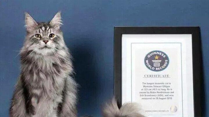 [Mèo cưng] Mèo cũng có thể xin công nhận Kỷ lục Guinness?