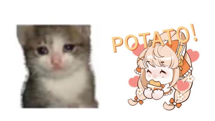 Kucing croissant, tapi pengikut kentang