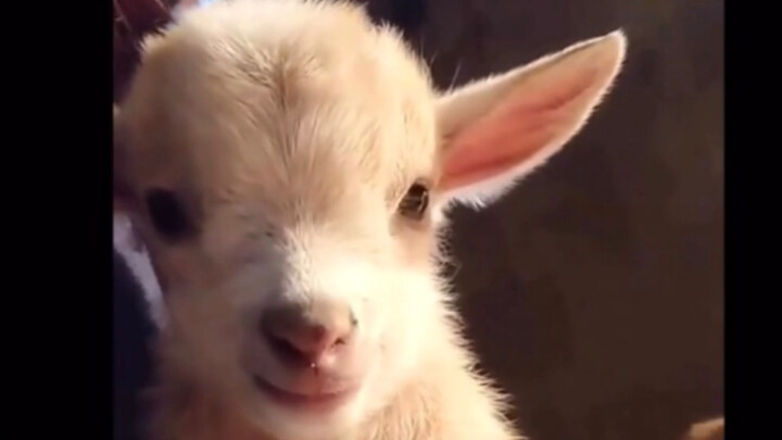 Look, it’s smiling! Happiness really is contagious. (∩ᵒ̴̶̷̤⌔ᵒ̴̶̷̤∩)