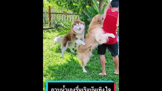 อาบน้ำให้ไอ้ตัวแสบสองตัวเองที่บ้าน เป็นยังไงกันบ้าง มาดูกัน 🐶🛁