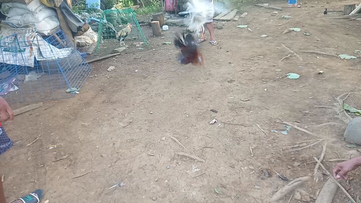 kelso vs MSD cross 5k