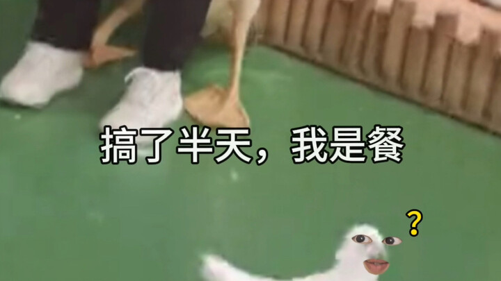我们的鸽《鹈鹕灌顶》