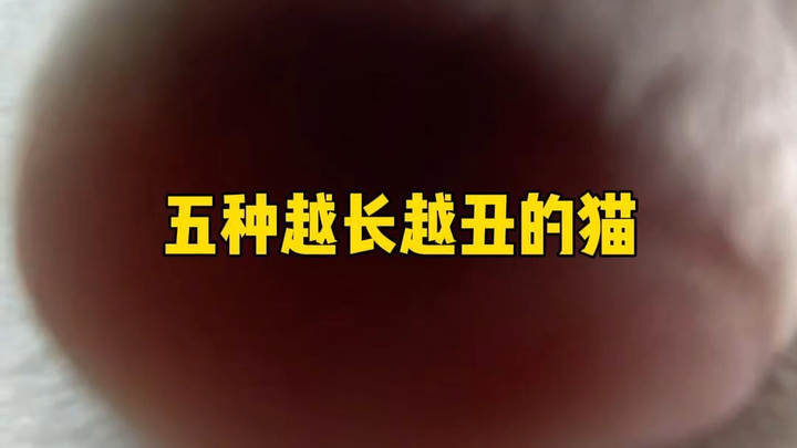 Five Cats That Get Uglier as They Grow