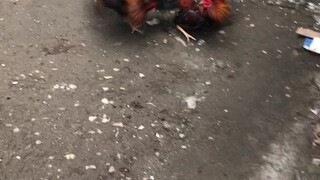 Bilis ng klaban lugi s pluan