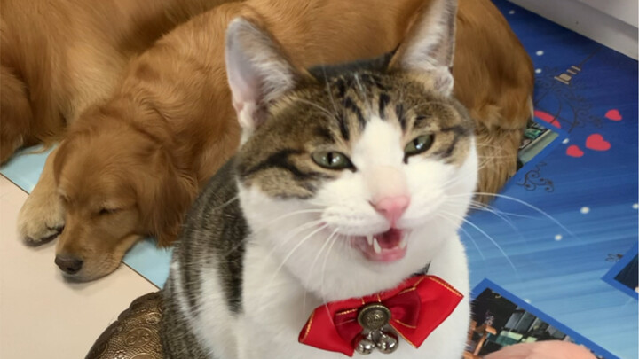 Pet cats, regardless of breed