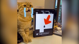 Hóa ra nuôi mèo còn có ích thế này | MYPET