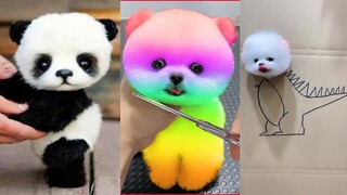 Chó Phốc Sóc Mini - Funny and Cute Dog  Pomeranian😍🐶 #10