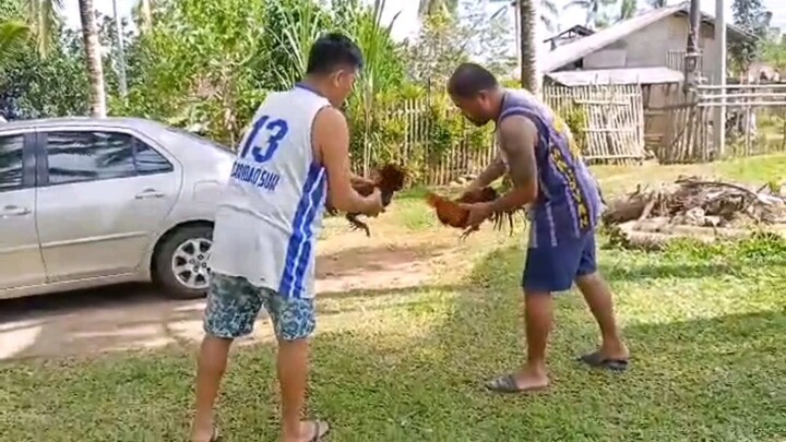 50/50 Roundhead/Hatch 9months old.