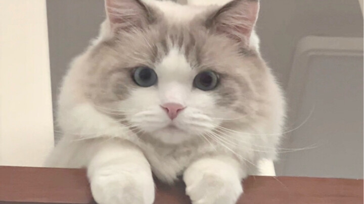 Mèo con có ý thức về thời gian không?