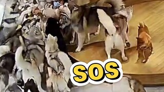 Thật kinh hoàng! Một người phụ nữ ngã xuống và bị bao vây bởi những chú chó con
