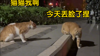 Kucing: "Selama gerakannya cukup lambat, tidak akan ada yang tahu aku sedang melarikan diri."