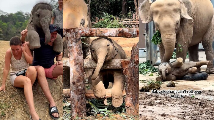 Elephants at this age are the most fun