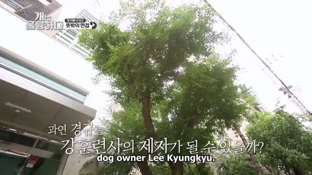 Dogs are Incredible Ep 1.2