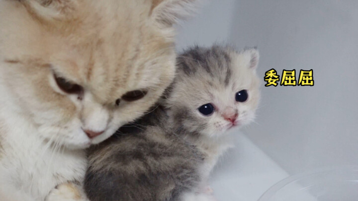 صديقات القطط سرقت حليب قطتي الصغيرة، فهرعت لتُبلغ أمها... كم هي ظريفة!