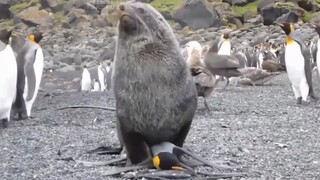 ราชาแห่งไตในหมู่สัตว์ ผสมพันธุ์ติดต่อกัน 45 วัน วันละ 30 ครั้ง