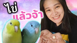 นกฟอพัสมีไข่แล้ว วิธีเช็คไข่มีเชื้อกับไม่มีเชื้อ