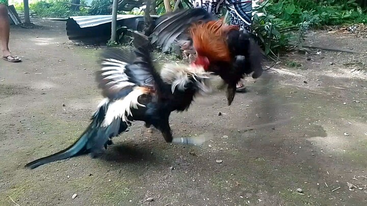 # 3 years talisay x golden 10 months