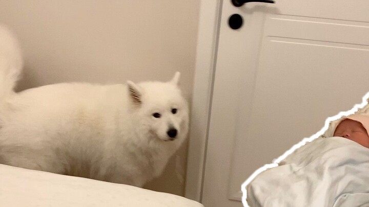 Bayi itu pulang untuk melihat adiknya untuk pertama kalinya. Samoyed Gummy tampak tidak terkesan. Mo