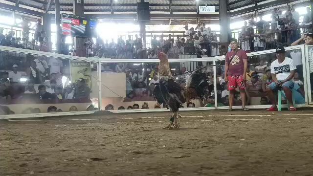 unang exam ng bulik paa lang ang sugat