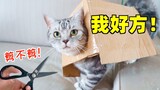解锁猫咪剪指甲新技能 猫：我好方！
