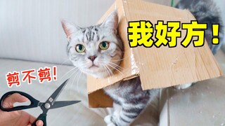 解锁猫咪剪指甲新技能 猫：我好方！