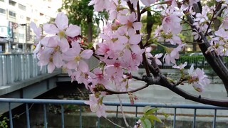 Pinky Sakura (Cherry Blossom) still blooming in Taichung Metropolitan(2)_04072019.