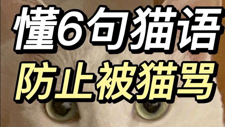 Mèo phát triển một ngôn ngữ chuyên dụng để trò chuyện với con người