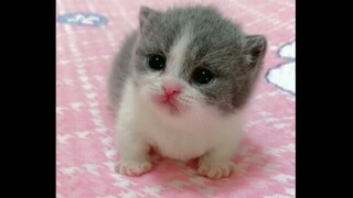 The little kitten cried in grievance