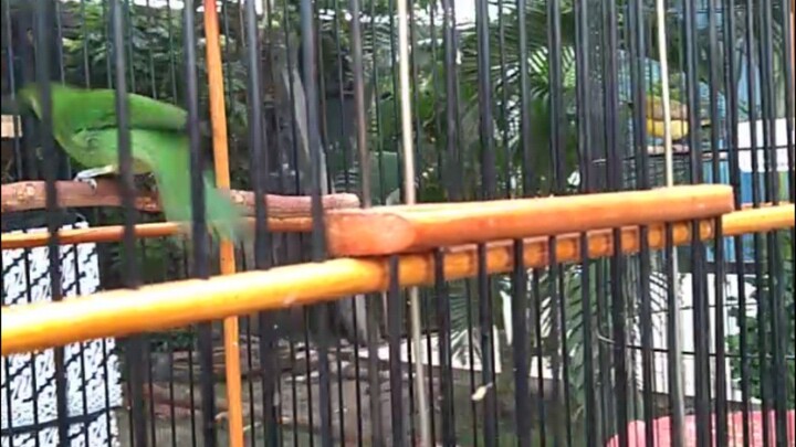 KICAU MANIA Burung cucak ijo , murai batu kemade sogon gacor