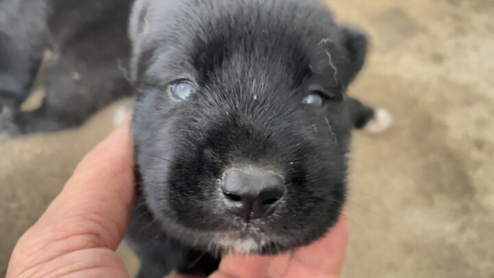 Anak anjing kecil pertama kali membuka mata dan berkenalan dengan hal-hal baru, lihat betapa menggem