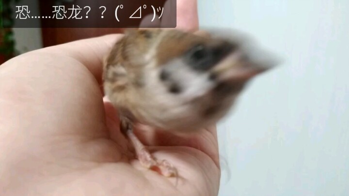 捡到麻雀雏鸟，七十一天后……