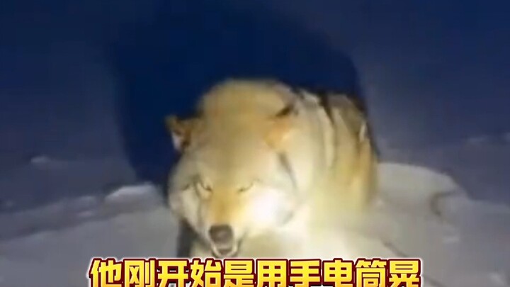 It knows humans love to skin wolves, so it trades itself for food.