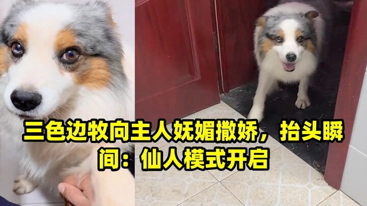 Anjing gembala berwarna tiga memelas manja pada tuannya, seketika menengadah: mode dewa pun terpicu