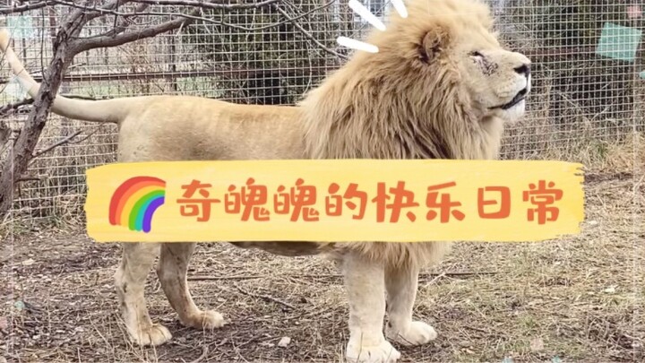 วันธรรมดาแสนสุขของฉีผั๋วผั๋ว