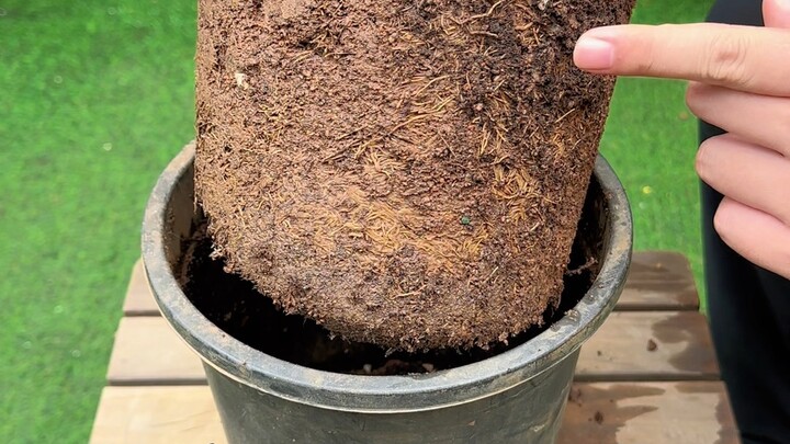 Làm sai ba bước, rất khó để nuôi sống cây trà hoa.