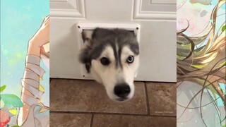 CUTE PET #น่ารัก&ตลก #5555+