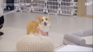 Pet me Pick Ep 1 Part 2