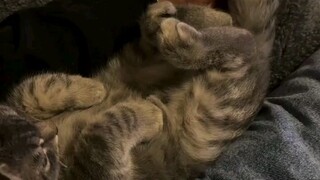 My cat