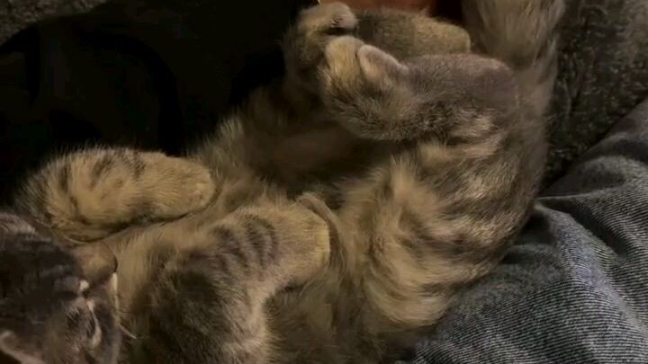 My cat
