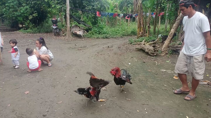 papawis muna sweater kelso vs McLean hatch