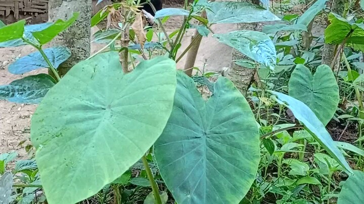 it's my garden