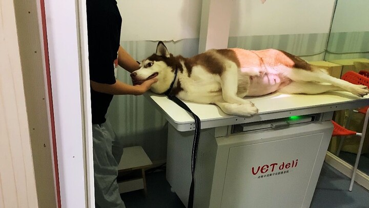 Husky’s second vet check at 45 days of pregnancy: the puppies are developing a bit slowly—nothing co