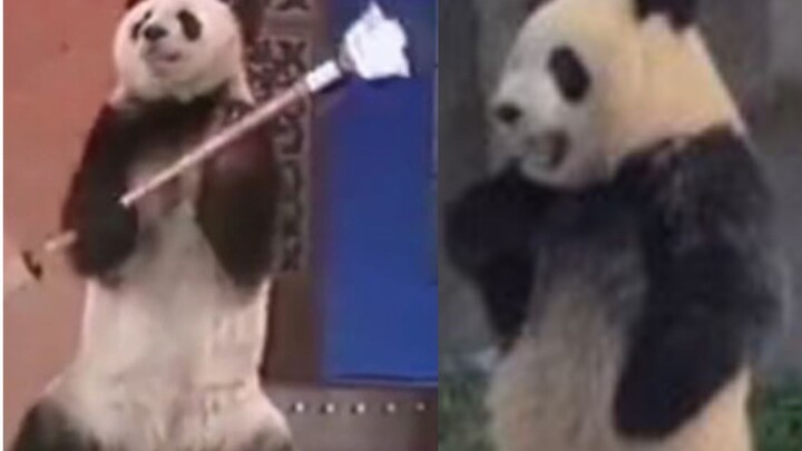 果然老一辈的熊猫都是苦过来的，如今的熊猫就知道卖萌（狗头）