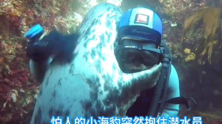 يعتقد الفقمة الصغير أن الغواص غرق.