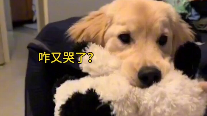 สุนัขปลอบใจ: อย่าร้องไห้สิ ของเล่นของฉันให้เธอเล่นนะ